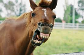 This horse is laughing. Why aren't you?